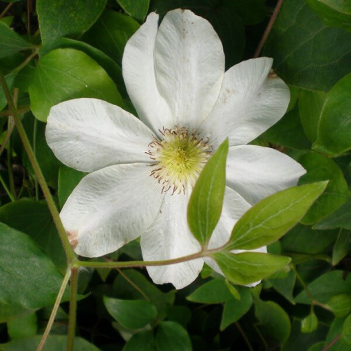 Clematis Lemon Chiffon (à grandes fleurs) P9/C1