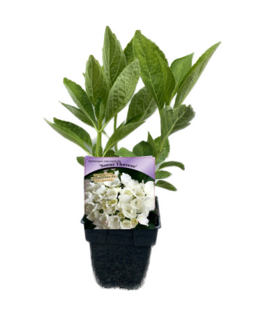 Hortensia de jardin Soeur Therese P9/C1