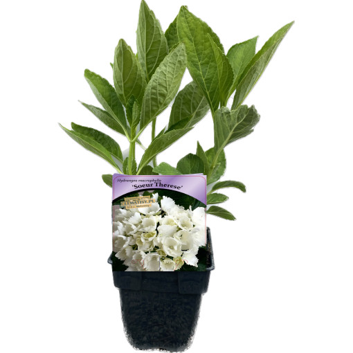 Hortensia de jardin Soeur Therese P9/C1