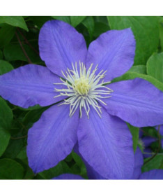 Clematis Lasurstern (à grandes fleurs) P9/C1