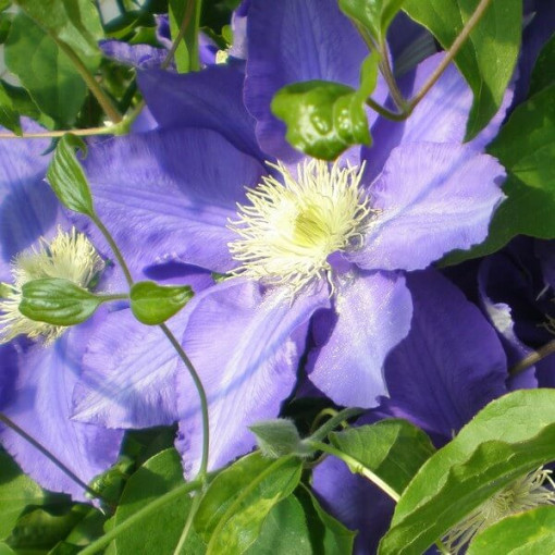 Clematis Lasurstern (à grandes fleurs) P9/C1