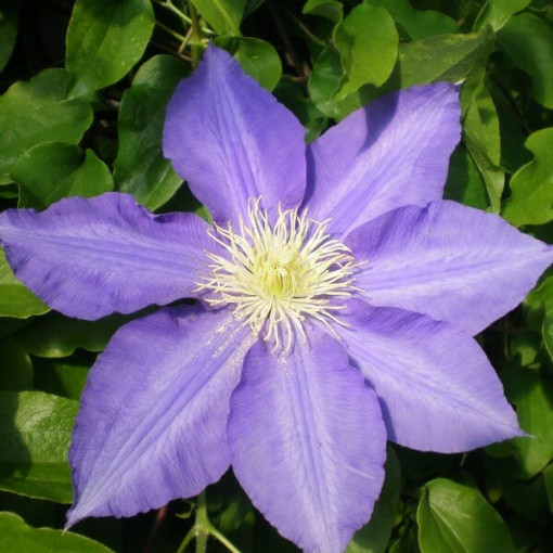 Clematis Lasurstern (à grandes fleurs) P9/C1