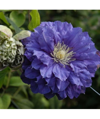 Clématite Kiri Te Kanawa (à grandes fleurs) DOUBLE P9/C1