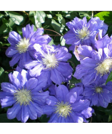 Clématite Kiri Te Kanawa (à grandes fleurs) DOUBLE P9/C1