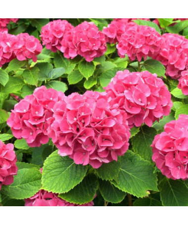 Hortensia de jardin Alpengluhen P9/C1