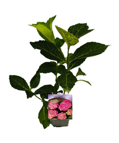 Hortensia de jardin Alpengluhen P9/C1