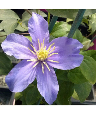 Clématite Justa (à grandes fleurs) P9/C1