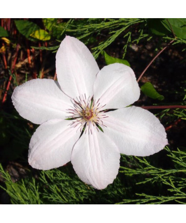 Clématite Jean-Paul II (à grandes fleurs) P9/C1