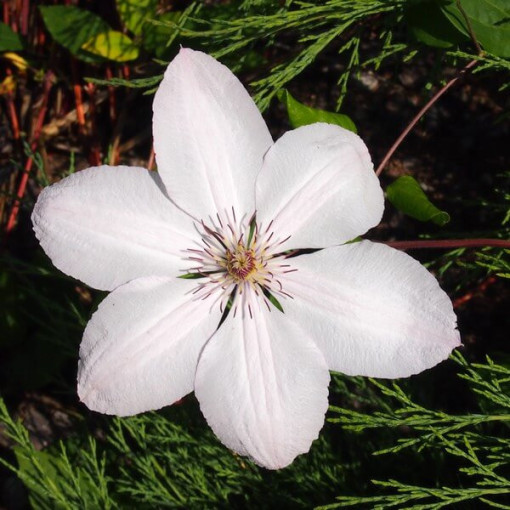 Clématite Jean-Paul II (à grandes fleurs) P9/C1