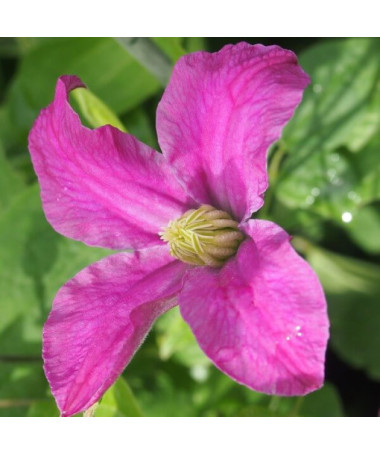 Clematis 'Inspiration Zoin®'(herbacée) P9/C1