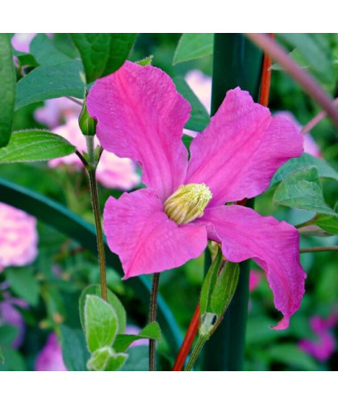 Clematis 'Inspiration Zoin®'(herbacée) P9/C1