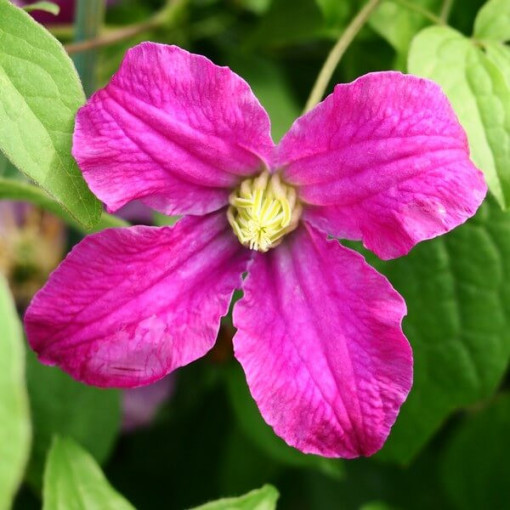 Clematis 'Inspiration Zoin®'(herbacée) P9/C1