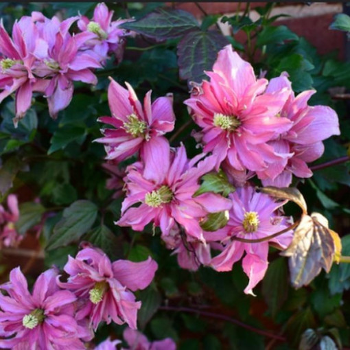 Clématite Montana 'Broughton Star' pot. 4L