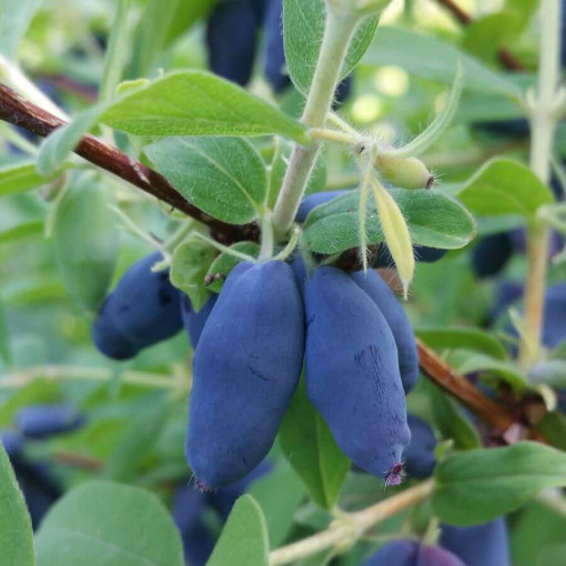 Baie de Kamchatka 'Leningradskij Velikan' P9/C1