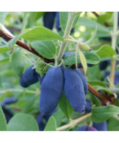 Baie de Kamchatka 'Leningradskij Velikan' P9/C1