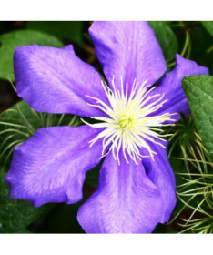 Clématite Général Sikorski (à grandes fleurs) P9/C1