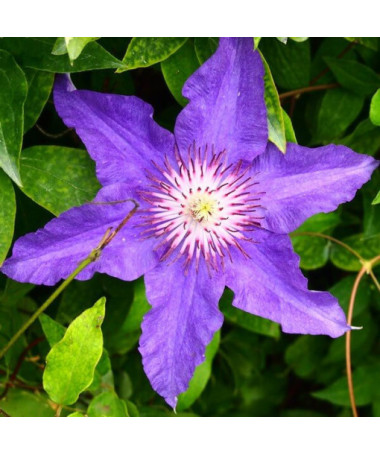 Clématite Enfants de Varsovie (à grandes fleurs) P9/C1