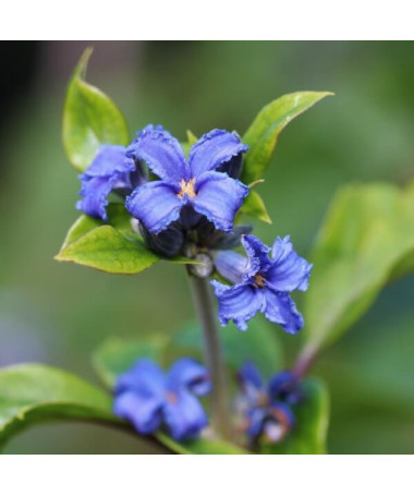 Clématite Cassandra (herbacée) PARFUMÉE P9/C1