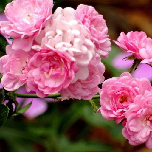 Rose grimpante 'Pink Cloud' pot 4L