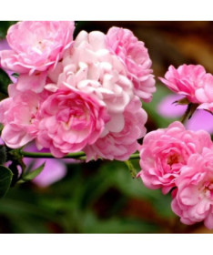 Rose grimpante 'Pink Cloud' pot 4L