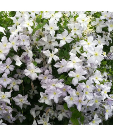 Clématite Ange Bleu (viticella) P9/C1