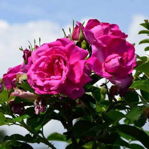 Rose grimpante 'Pink Cloud' pot 4L