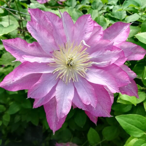 Clématite Asao (à grandes fleurs) P9/C1