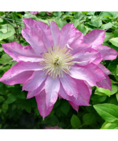 Clématite Asao (à grandes fleurs) P9/C1