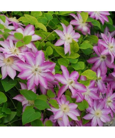 Clématite Asao (à grandes fleurs) P9/C1