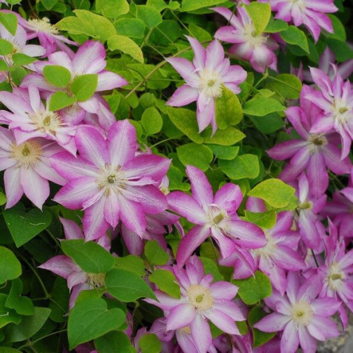 Clématite Asao (à grandes fleurs) P9/C1