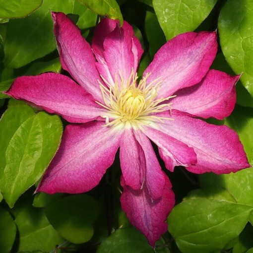 Clématite Asao (à grandes fleurs) P9/C1