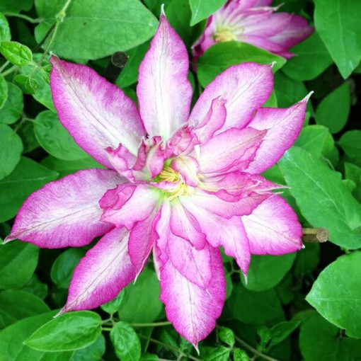 Clématite Asao (à grandes fleurs) P9/C1
