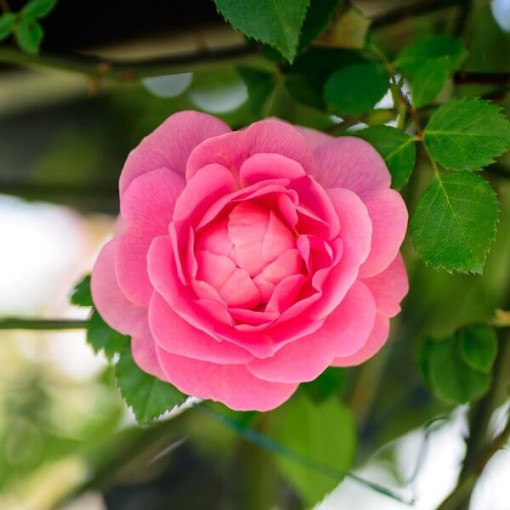 Rose grimpante 'Pink Cloud' pot 4L
