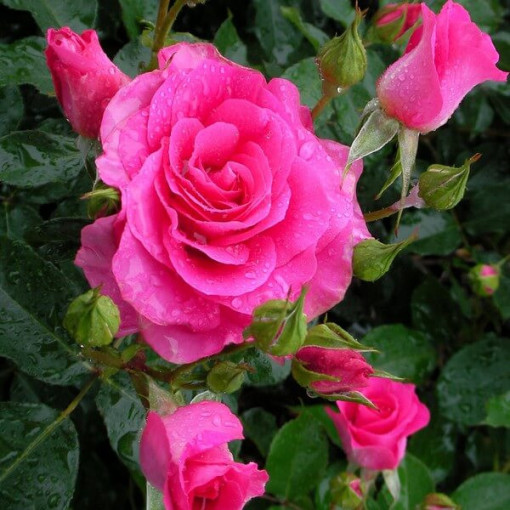Rose grimpante 'Pink Cloud' pot 4L