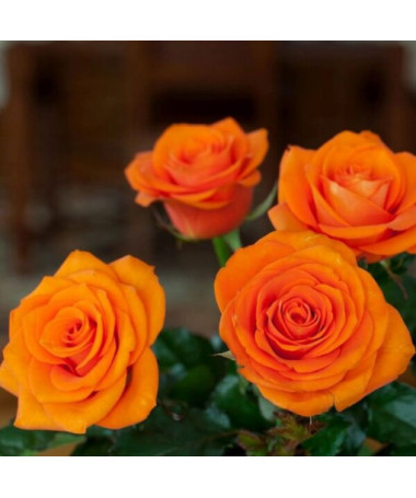 Rose hybride de thé 'Sika' pot 4L