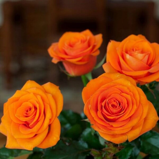 Rose hybride de thé 'Sika' pot 4L