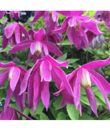 Clématite (double) Ruby P9/C1