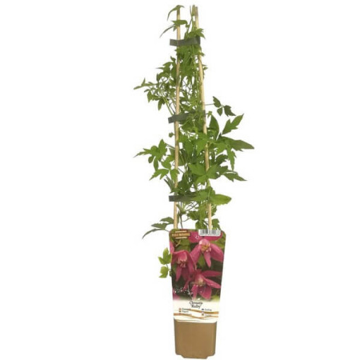 Clématite (double) Ruby P9/C1