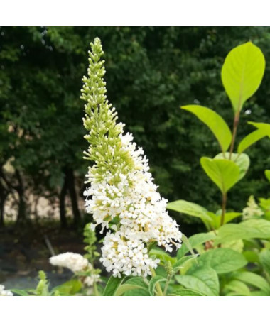Buddleja de David 'White Bouquet' pot 2L
