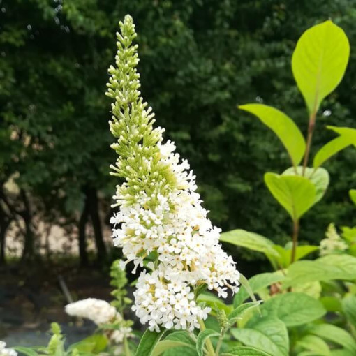 Buddleja de David 'White Bouquet' pot 2L