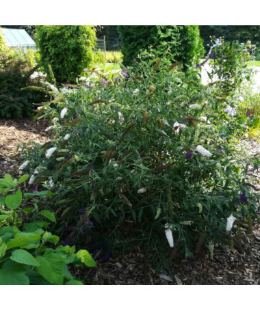 Buddleja de David 'White Bouquet' pot 2L