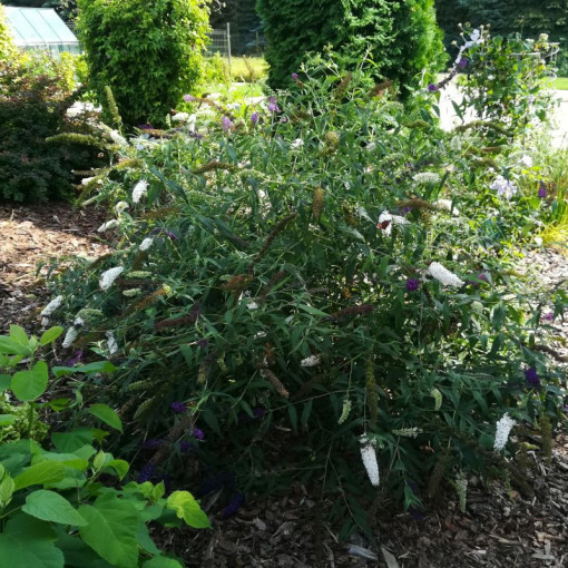 Buddleja de David 'White Bouquet' pot 2L
