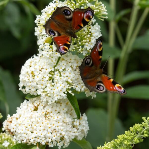 Buddleja de David 'White Bouquet' pot 2L