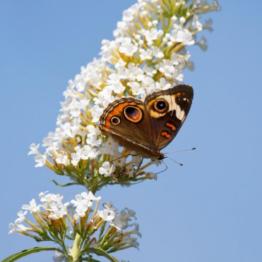 Buddleja de David 'White Bouquet' pot 2L