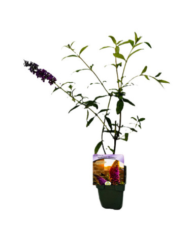 Buddleja 'Summer Beauty' pot 2L