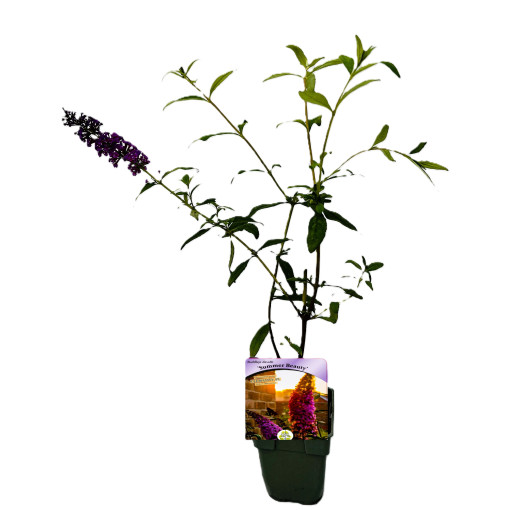 Buddleja 'Summer Beauty' pot 2L