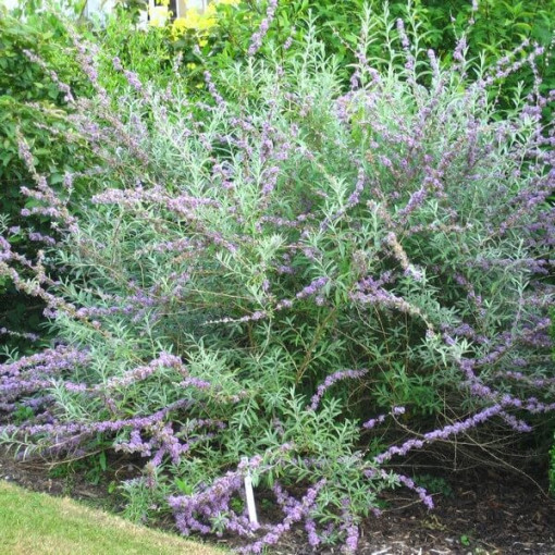 Arbre aux papillons à feuilles alternes (Buddleja alternifolia) pot 2L