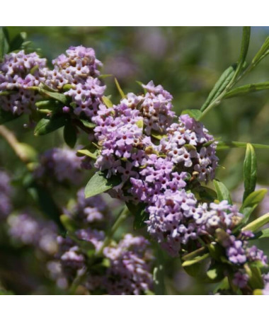 Buddleia à feuilles alternes (Buddleja alternifolia) P9/C1