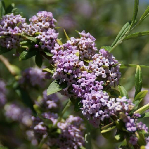 Buddleia à feuilles alternes (Buddleja alternifolia) P9/C1