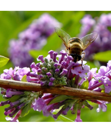Buddleia à feuilles alternes (Buddleja alternifolia) P9/C1
